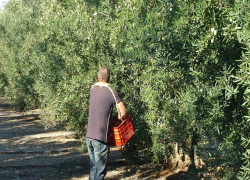 Ξεμένει από εργάτες γης η Χαλκιδική