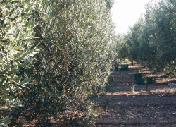 Δηλώσεις ελαιόδεντρων στο Ελαιοκομικό Μητρώο