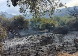 Κατασβέστηκε φωτιά στη Σιθωνία Χαλκιδικής