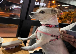 Σοκαριστικό περιστατικό κακοποίησης ζώου στον Πολύγυρο