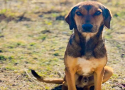 Δήμος Πολυγύρου: «Ο μηδενισμός της προσπάθειας στη διαχείριση των αδέσποτων ζώων δεν εξυπηρετεί κανέναν»