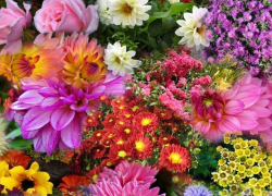 Διήμερη Ανθοέκθεση στην Αγία Παρασκευή Χαλκιδικής