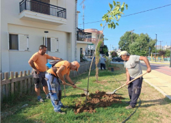 Με τη δύναμη των εθελοντών οι δεντροφυτεύσεις στα Ν. Μουδανιά