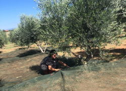 Μειωμένη η φετινή παραγωγή της πράσινης ελιάς Χαλκιδικής