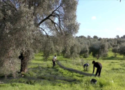 ΔΟΕΠΕΛ: Στα περσινά επίπεδα μπορεί να φτάσει η παραγωγή της πράσινης ελιάς Χαλκιδικής