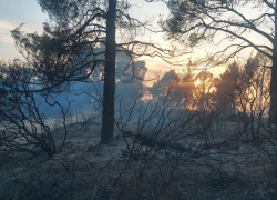 Φωτιά σε δασική έκταση στον Ν. Μαρμαρά - Ισχυρές πυροσβεστικές δυνάμεις στο σημείο