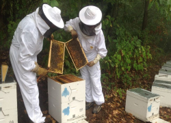 Χαλκιδική: Μέχρι 29 Μαΐου οι αιτήσεις των μελισσοκόμων για αντικατάσταση κυψελών και μετακινήσεις