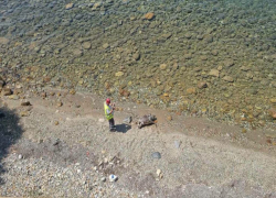 Δύο νεκρές θαλάσσιες χελώνες εντοπίστηκαν σε ακτές της Κασσάνδρας