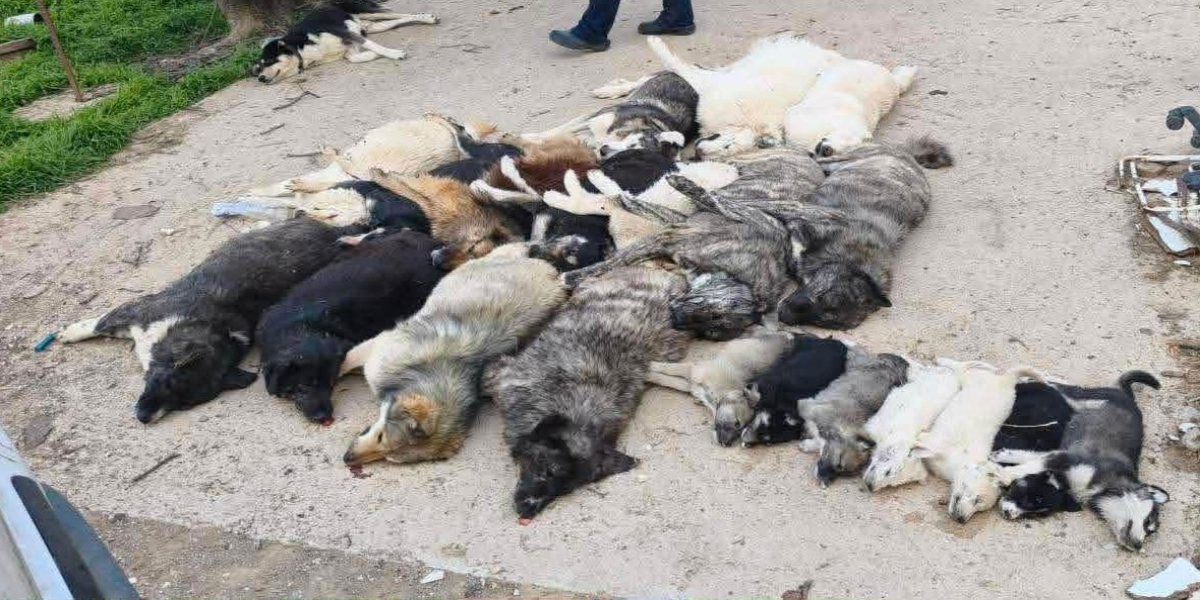 Κτηνωδία στο Βάβδο Χαλκιδικής