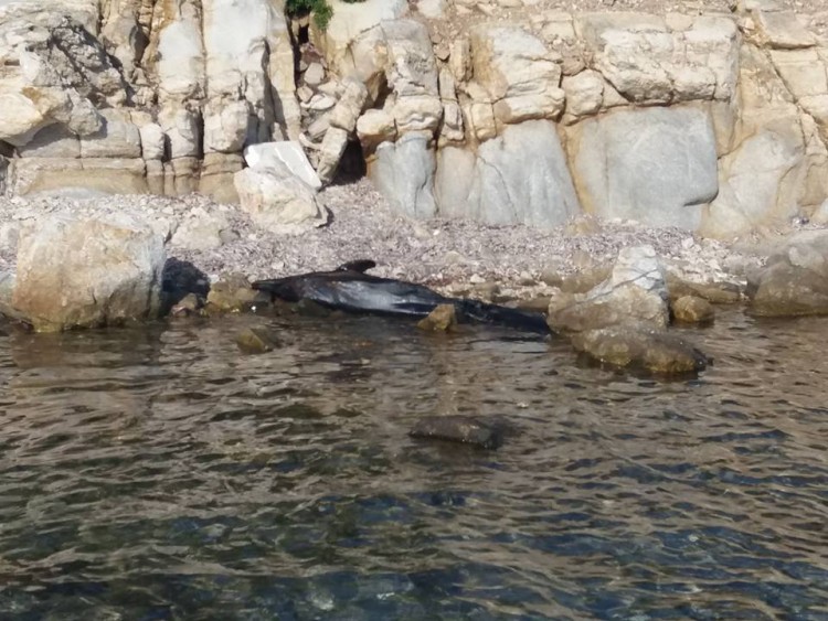 Νεκρό δελφίνι στην Ολυμπιάδα Χαλκιδικής