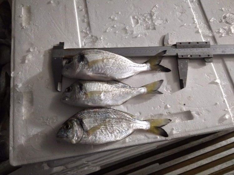 Περισσότερα από 400 κιλά ψάρια κατασχέθηκαν στη Ν. Μηχανιώνα Θεσσαλονίκης (ΦΩΤΟ)
