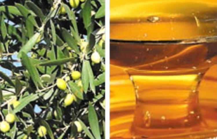Σεμινάριο για την ελιά και το μέλι από τον Παγχαλκιδικό Σύλλογο