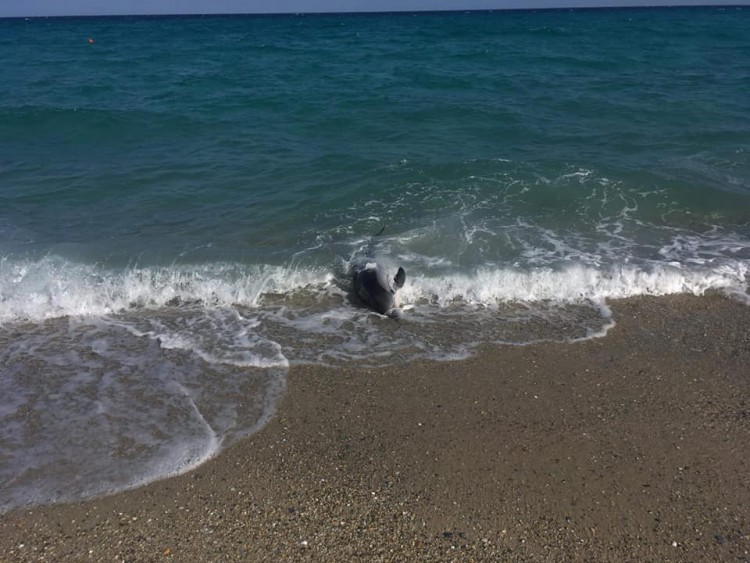 Νεκρό δελφίνι στο Ποσείδι (φωτο)
