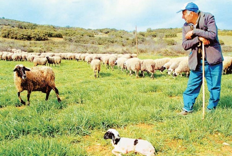 Αποζημιώσεις σε 1.081 κτηνοτρόφους από τον ΕΛΓΑ