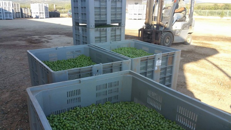 Στο μισό η φετινή παραγωγή της πράσινης ελιάς στη Χαλκιδική